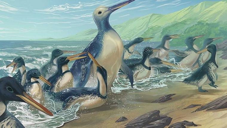 Newly Discovered Species Adds to Biodiversity Riches